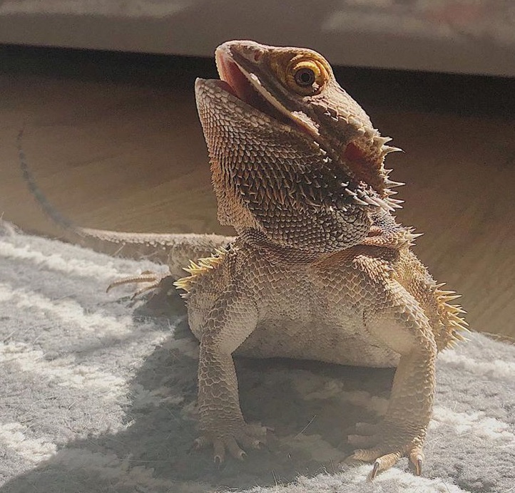 Smaug Lookin’ Fly